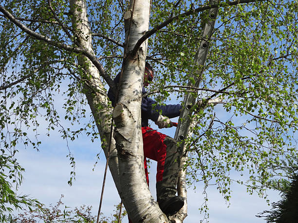 Best Residential Tree Removal  in Twinsburg Heights, OH