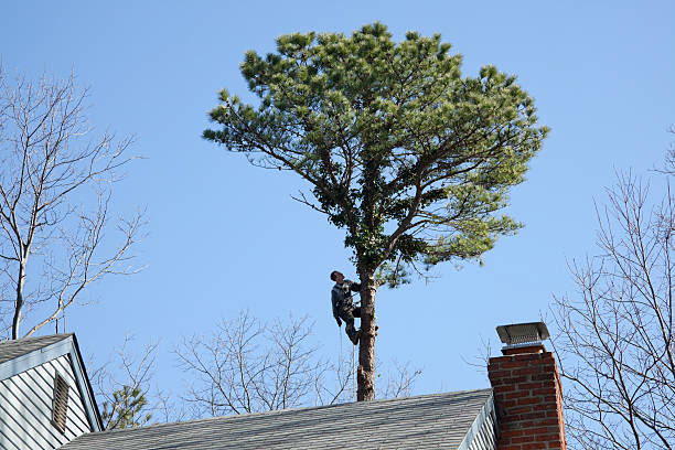 How Our Tree Care Process Works  in  Twinsburg Heights, OH