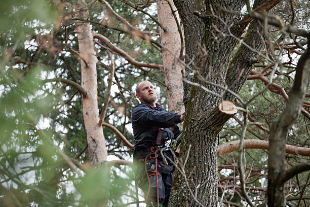 Twinsburg Heights, OH Tree Removal Services Company