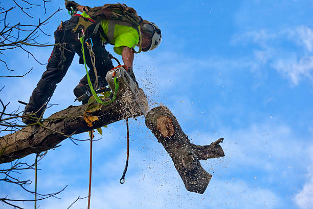 Best Arborist Consultation Services  in Twinsburg Heights, OH