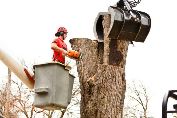  Twinsburg Heights, OH Tree Removal Services Pros